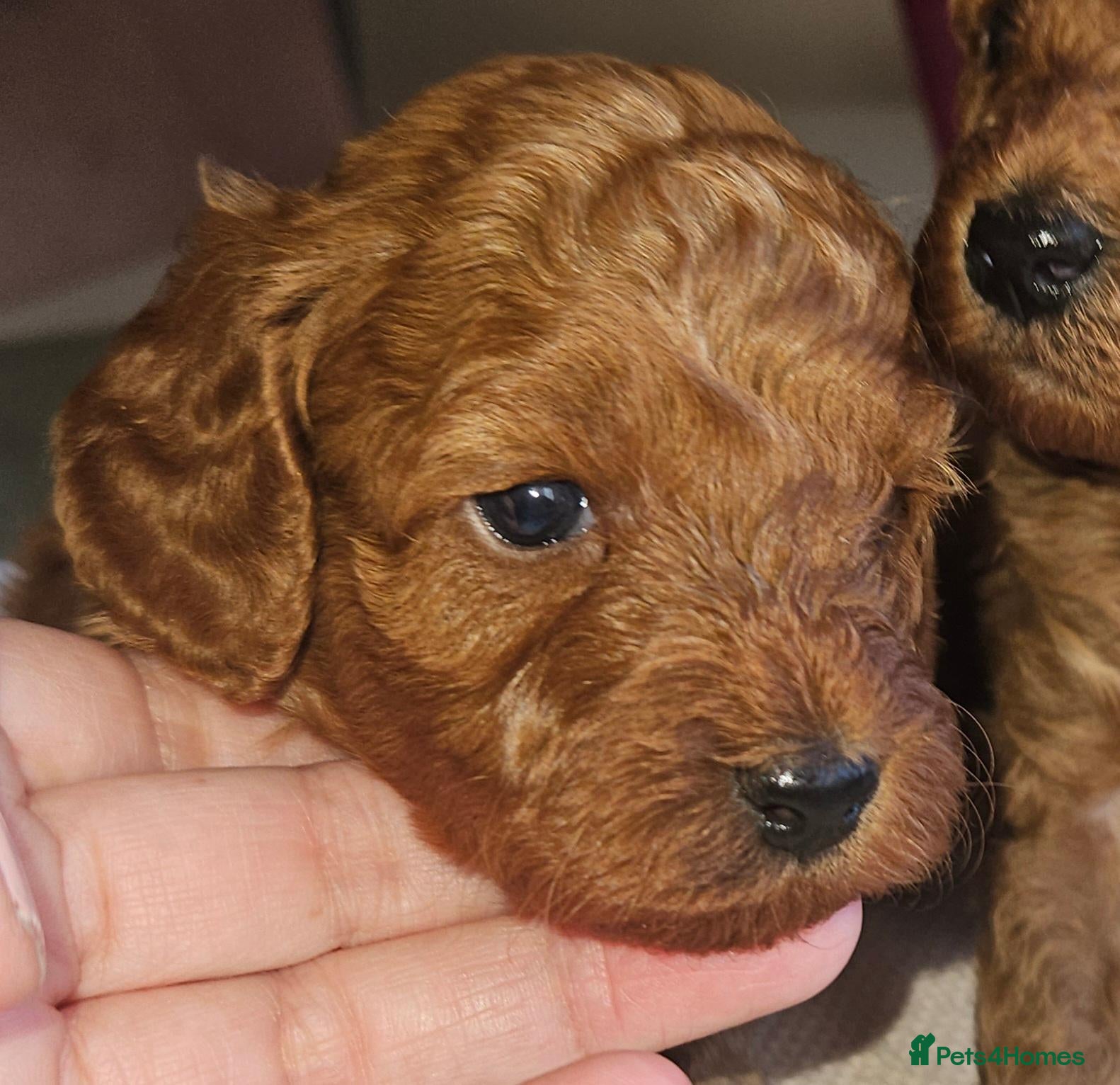 Cavapoo dogs Licensed breeder 2 girls, toy red cavapoo pups  - Advert 2
