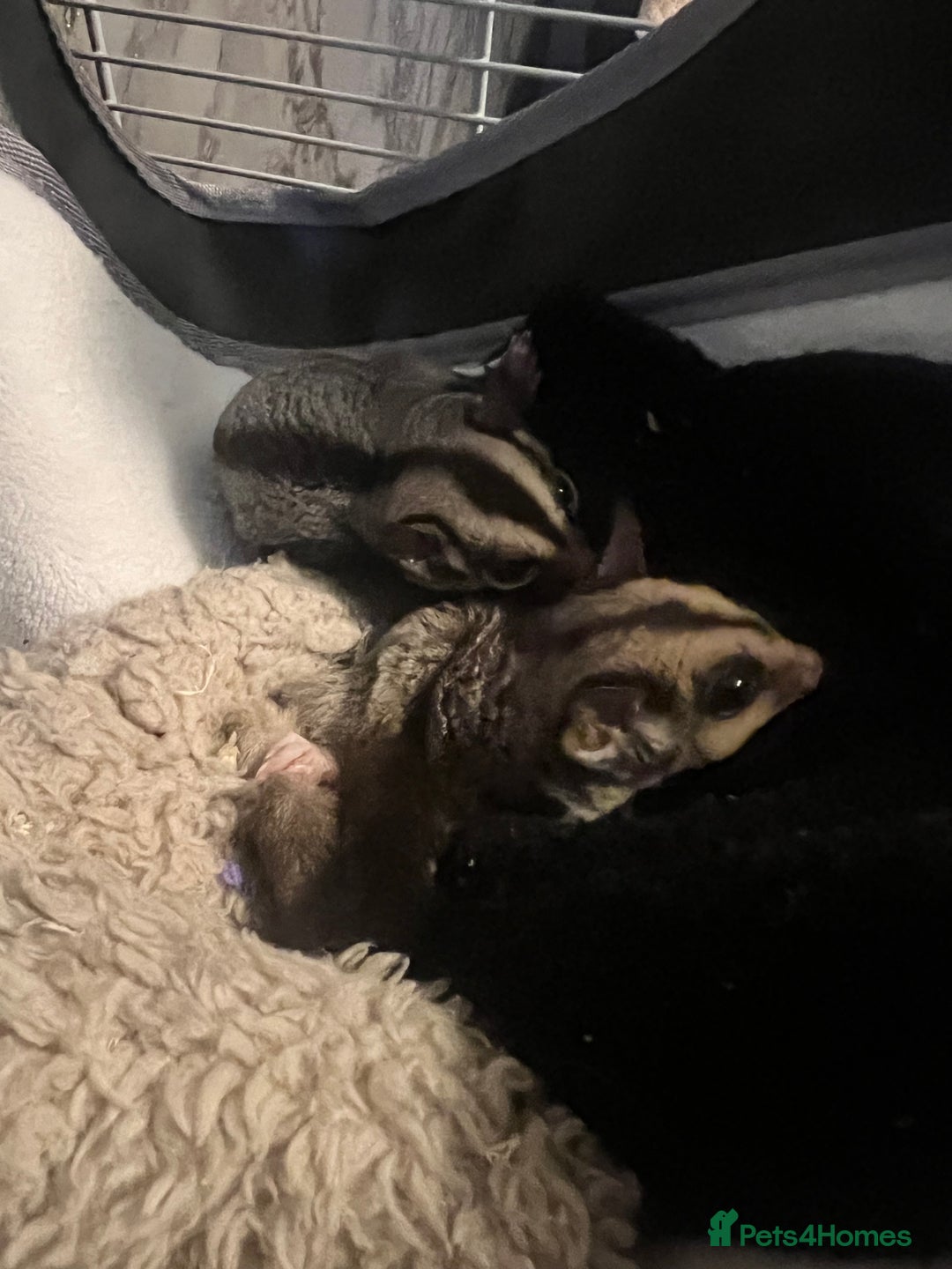Sugar Glider rodents for sale: Looking for a good home  - Advert 2