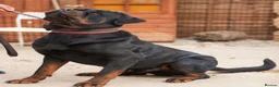 Rottweiler dogs for stud: BIG BONED GERMAN ROTTWEILER FOR STUD  - Advert 1