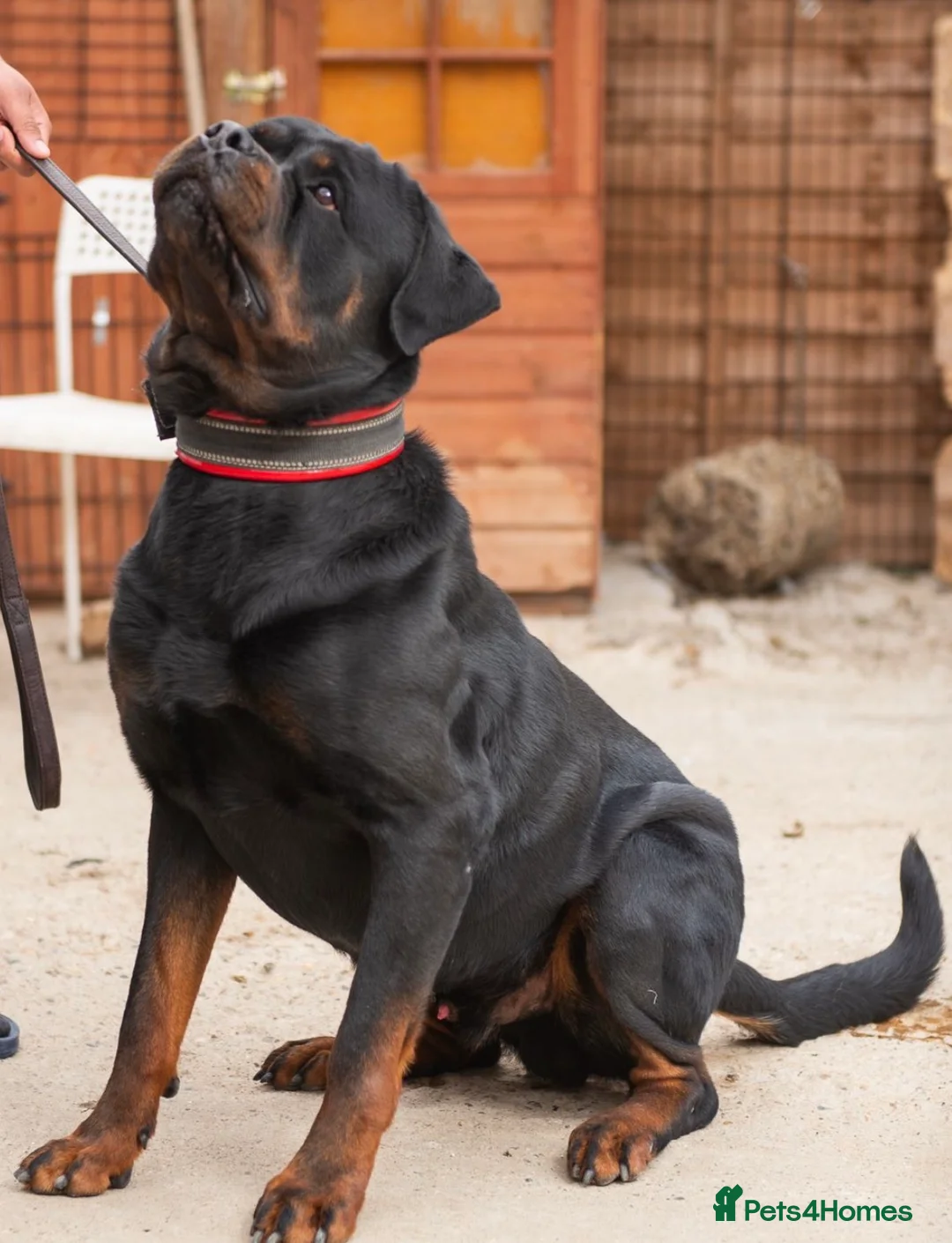 Rottweiler dogs for stud: BIG BONED GERMAN ROTTWEILER FOR STUD  - Advert 1