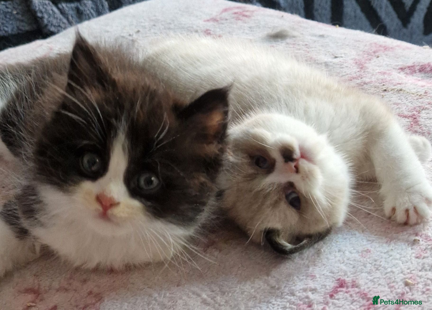 British Shorthair cats British Shorthair Exotic Kittens - Advert 1