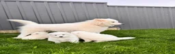 Samoyed dogs for sale: Lovely 1 GIRL Samoyed puppy - Advert 6