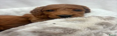 Cavapoo 4