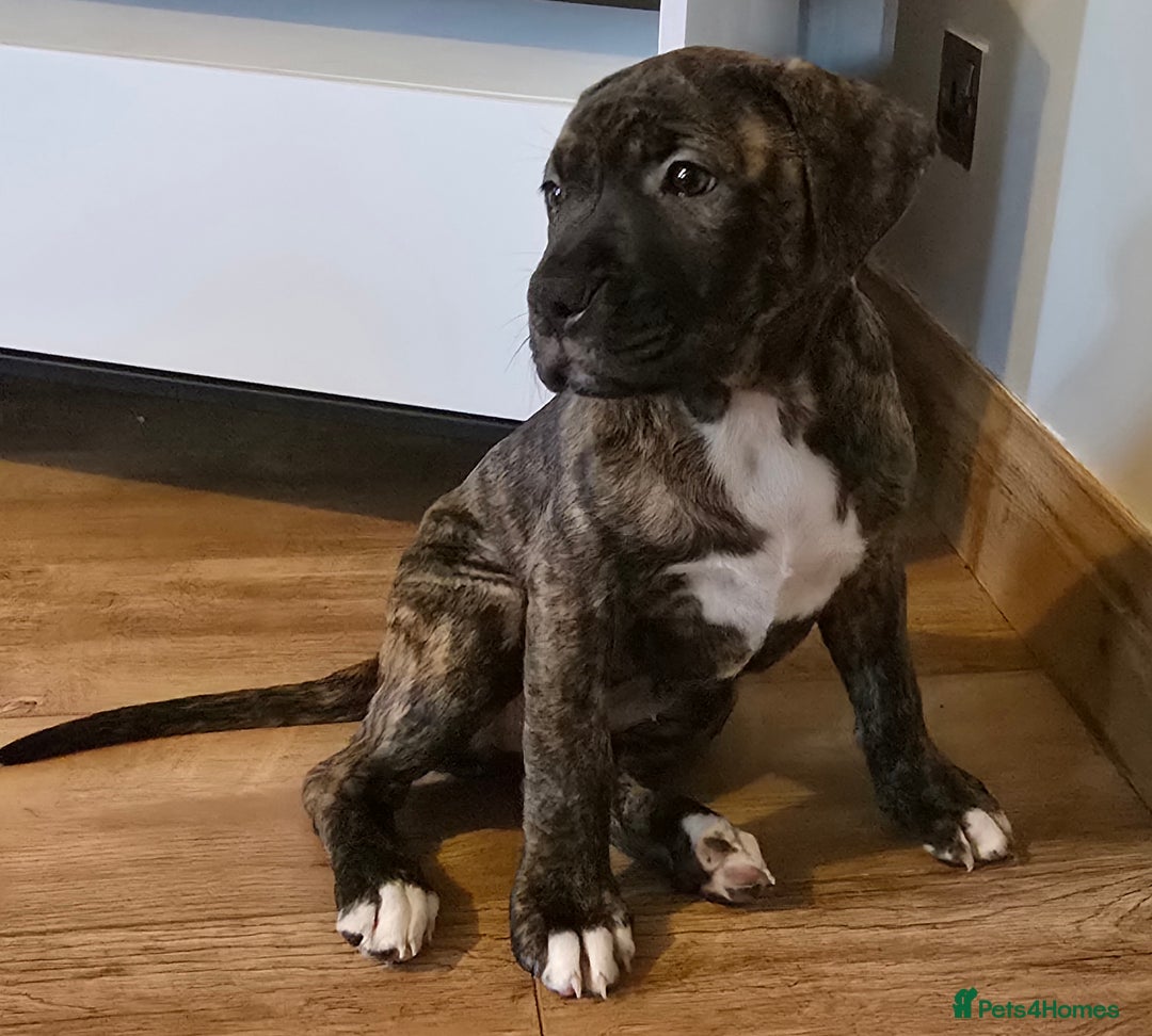 Mixed Breed dogs for sale: Staffy corso x dogue de bordeaux - Advert 2