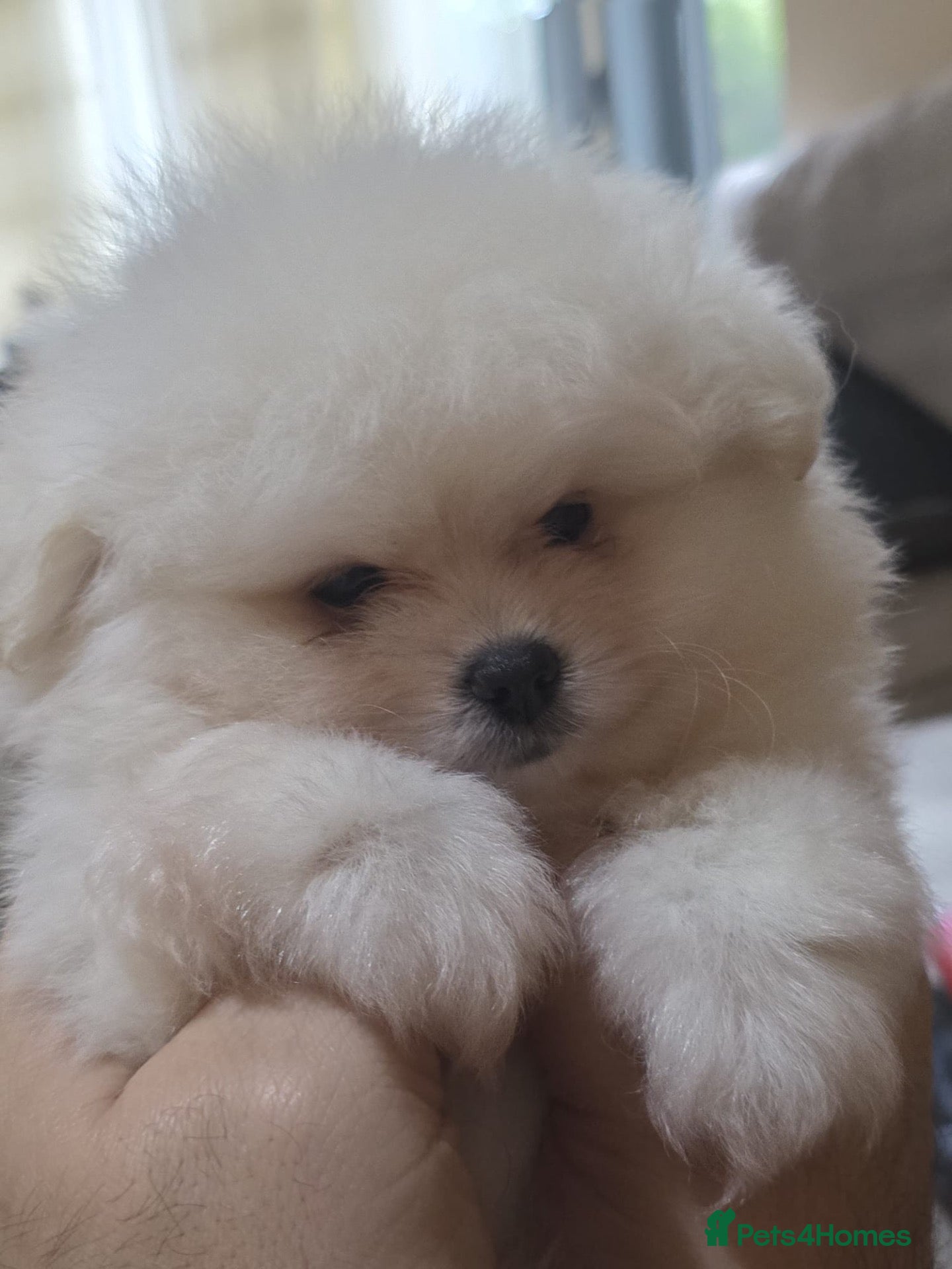 Pomeranian dogs 3 white Pomeranian puppies  - Advert 18