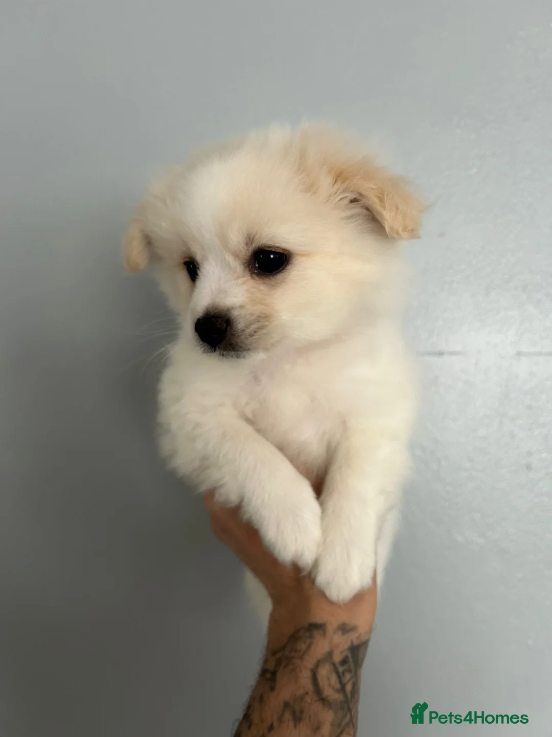 Pomeranian dogs for sale: Beautiful Pomeranian Puppies - Advert 4