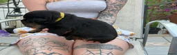 Rottweiler dogs for sale: Beautiful KC/Health tested Rottweiler puppies🐶❤️ - Advert 16