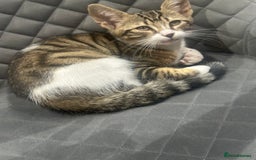 Mixed Breed cats for sale: Bengal cross Kittens  - Image 7