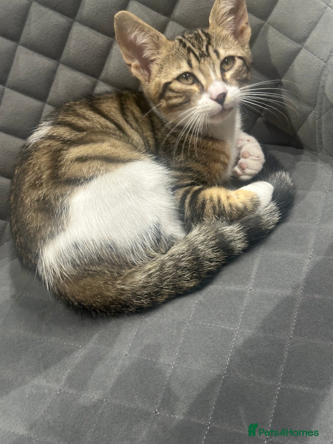 Mixed Breed cats for sale: Bengal cross Kittens  - Image 7