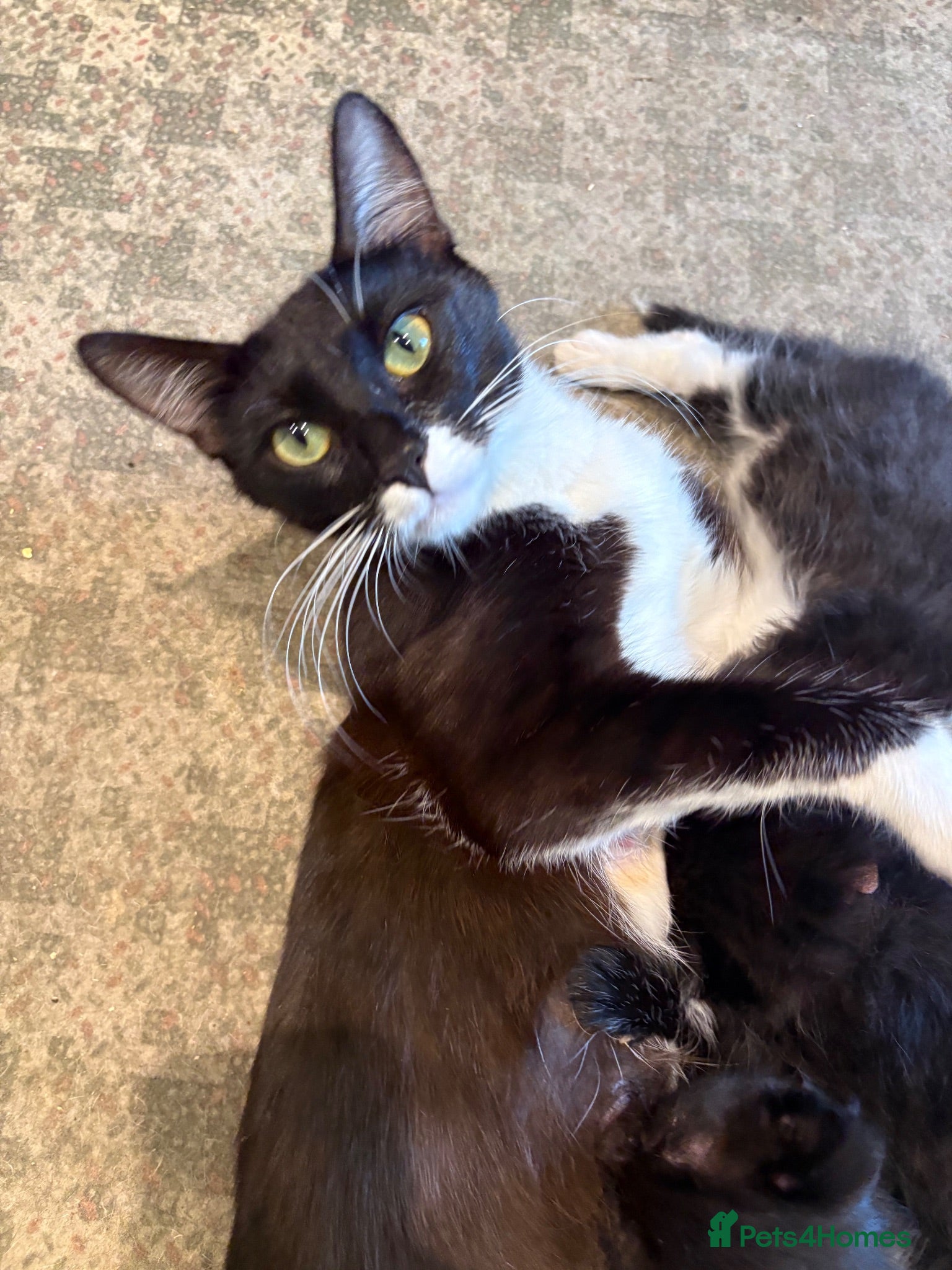 Mixed Breed cats Beautiful kittens  - Advert 1