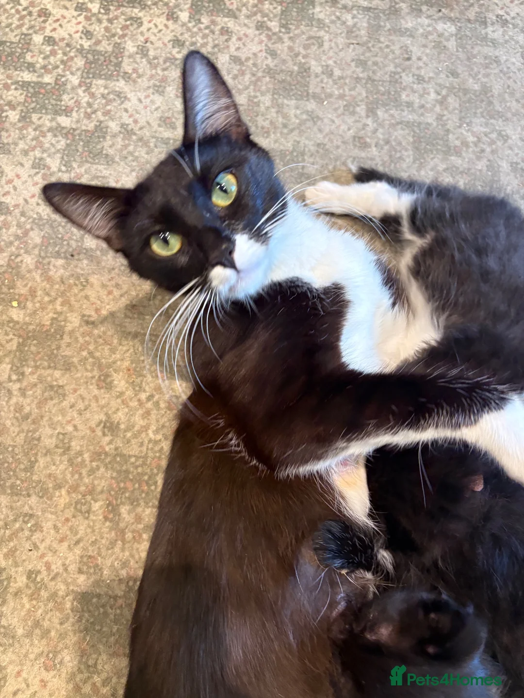 Mixed Breed cats for sale: Beautiful kittens  - Advert 1