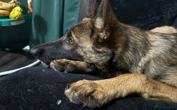 Mixed Breed dogs for sale: Mal X GSD - Image 1