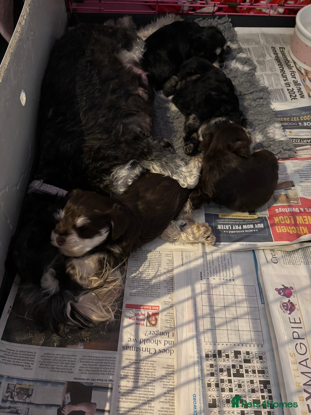 Miniature Schnauzer dogs for sale: 💕 stunning miniature schnauzer puppies💕 - Advert 7