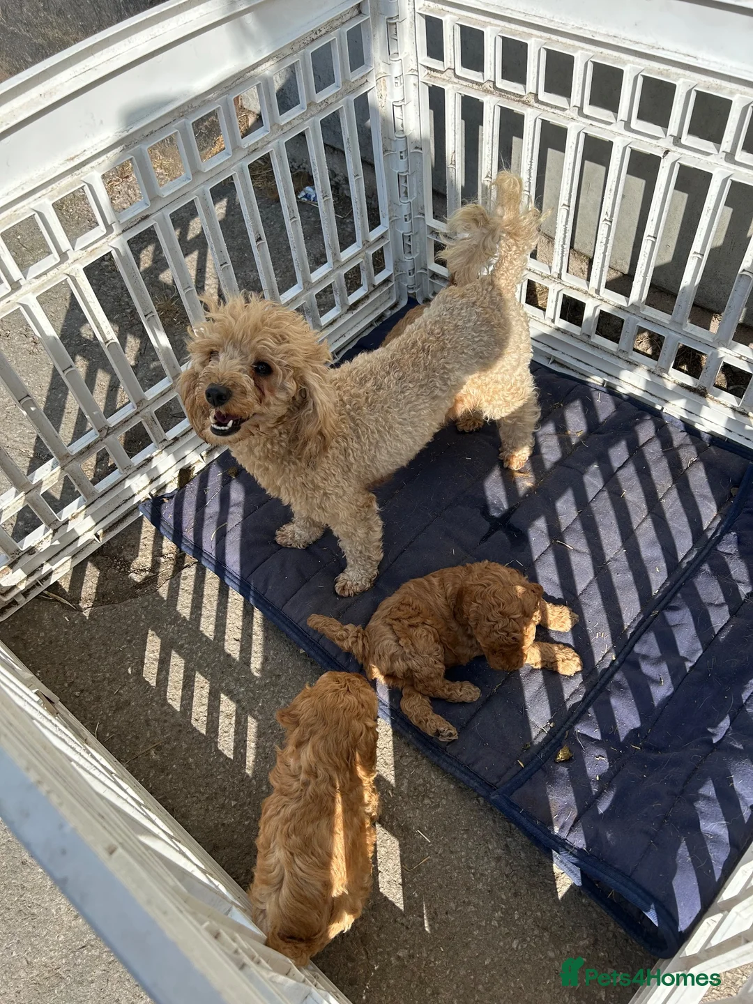 Poodle dogs for sale: Beautiful small poodle boys - Advert 2
