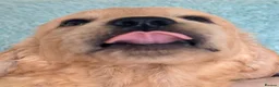 Golden Retriever dogs for sale: Strong healthy happy puppies - Advert 7