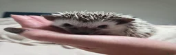 Pygmy Hedgehog rodents for sale: Pigmy hedgehogs  in Hounslow - Advert 2