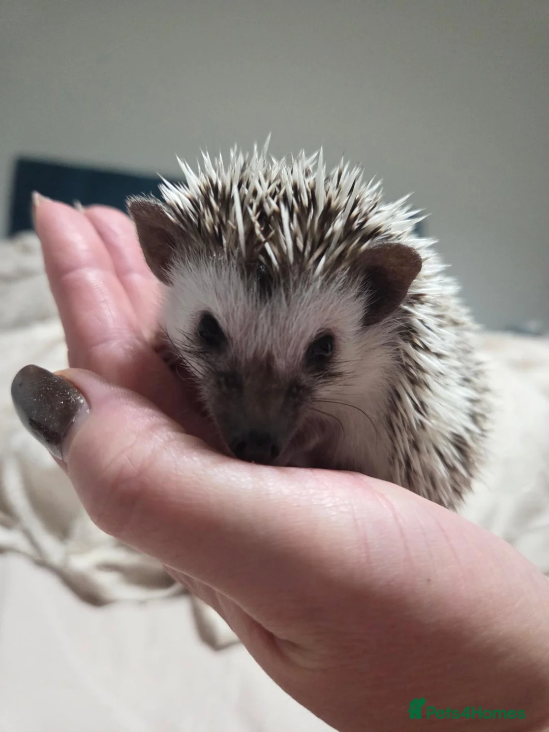Pygmy Hedgehog rodents for sale: Pigmy hedgehogs  in Hounslow - Advert 2