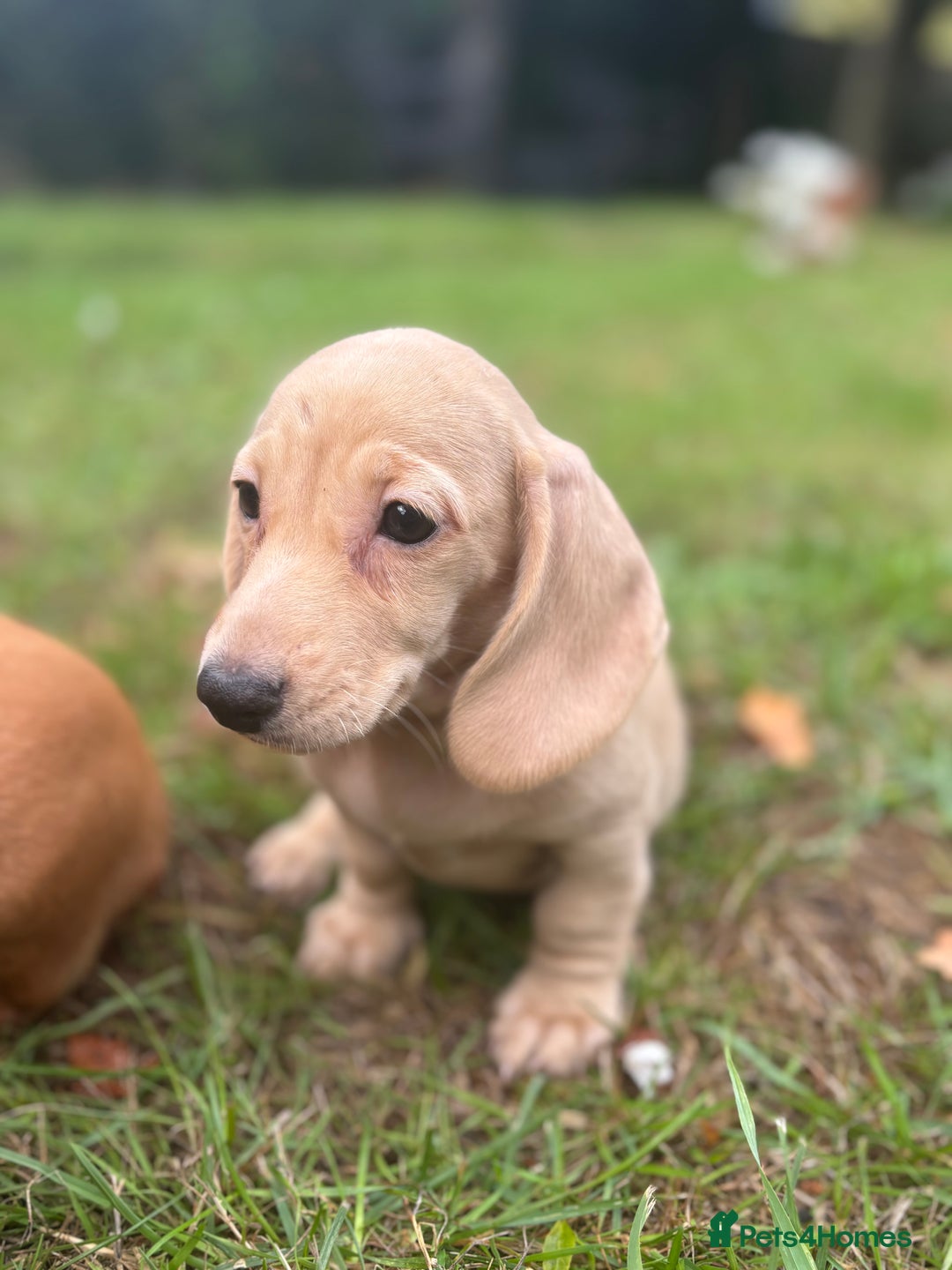Miniature Dachshund dogs for sale: 🐶 Miniature Smooth Haired Dachshunds. KC REG. 🐶  - Image 25