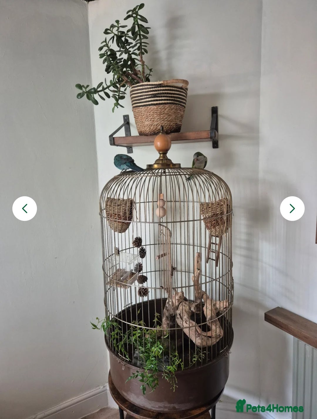 Parakeets birds for sale: Handtame Karakarki and Quaker for sale - Image 1