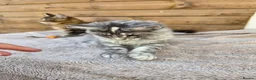 Maine Coon cats for sale: Maine Coon Kittens  - Advert 10