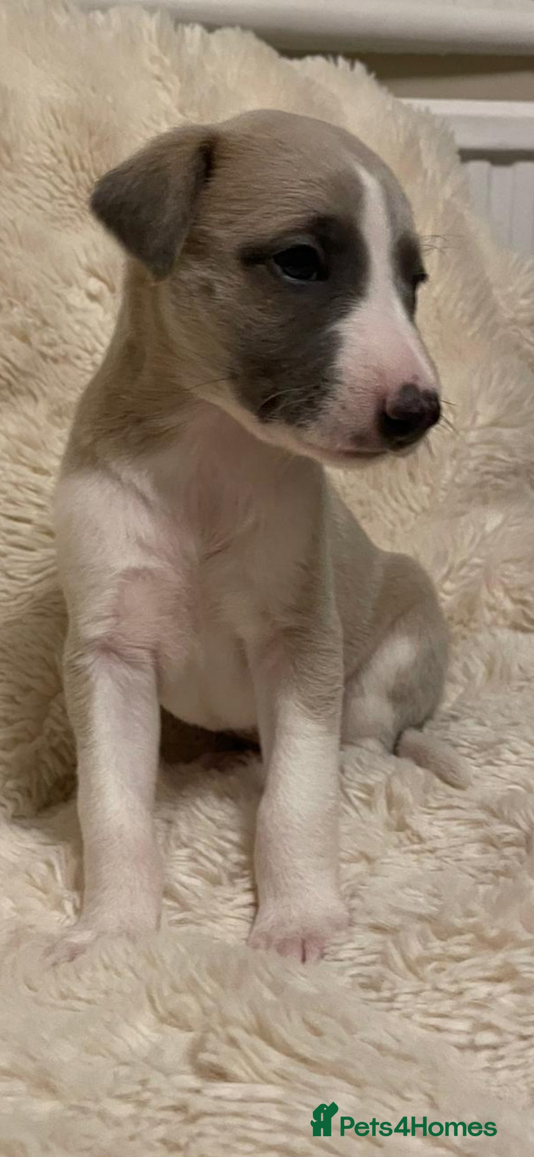 Whippet dogs for sale: KC  REG WHIPPET PUPS - Advert 3