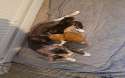 Domestic Shorthair cats for sale: 4 little fluff balls for sale adorable 💙💙 - Advert 3