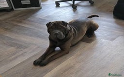 Shar Pei dogs for stud: Black Shar pei for Stud - Image 1