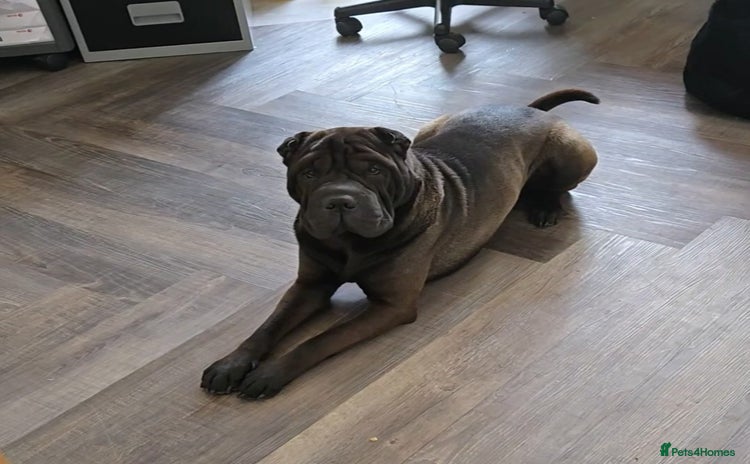 Shar Pei dogs - Advert 2