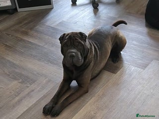 Shar Pei dogs - Advert 2