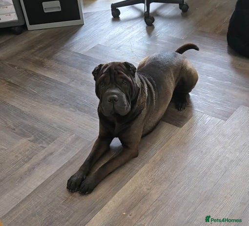 Shar Pei dogs - Advert 2