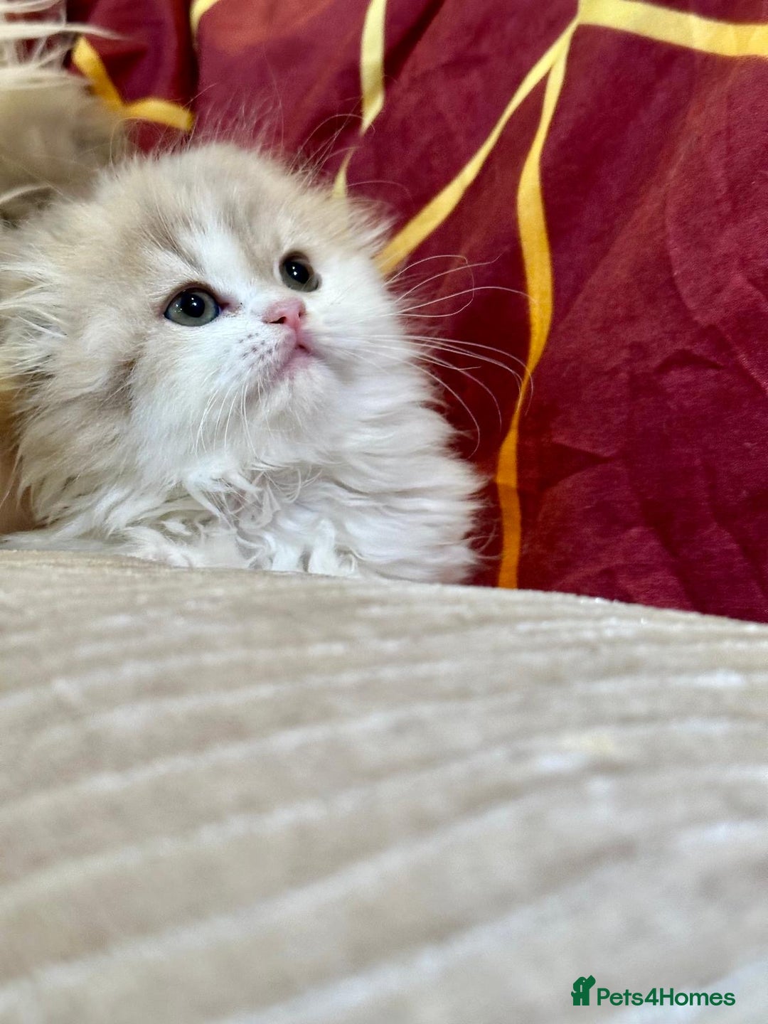 British Longhair cats for sale: beautiful lovely british long hair boy kitten - Advert 5