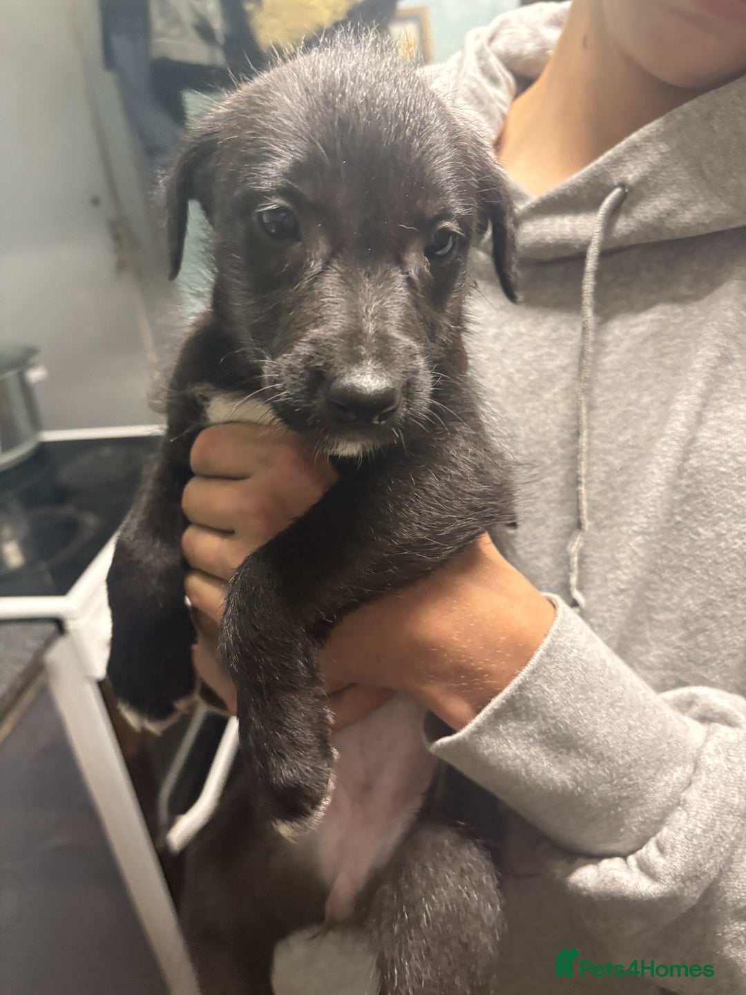 Mixed Breed dogs for sale: 6 whippet x lurcher - Advert 18