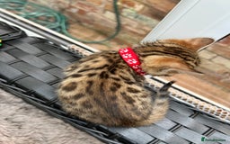 Bengal cats for sale: ❤️ PURE BENGAL KITTENS FOR RESERVATION! ❤️ in Birmingham - Image 15