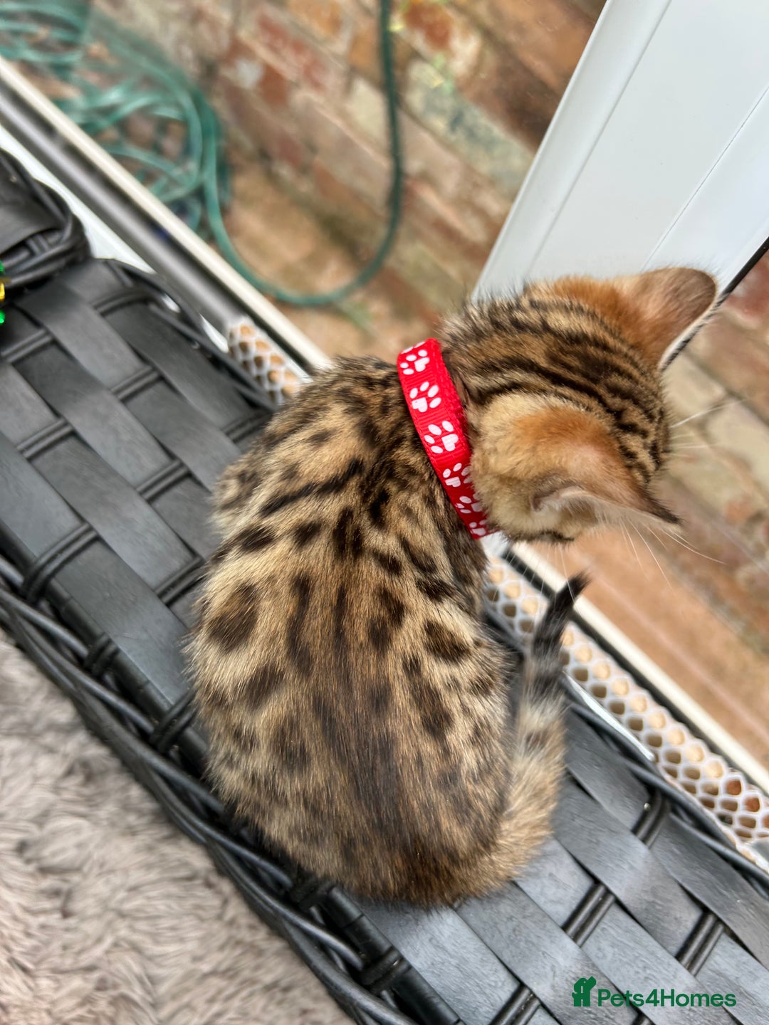 Bengal cats for sale: ❤️ PURE BENGAL KITTENS FOR RESERVATION! ❤️ in Birmingham - Image 15