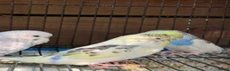Budgerigars birds for sale: Budgies for sale  - Advert 8