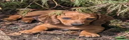 Dachshund dogs for sale: Gorgeous sausage dog puppies  - Advert 18