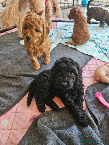 Miniature Poodle dogs Beautiful Health Tested Poodles - Advert 1