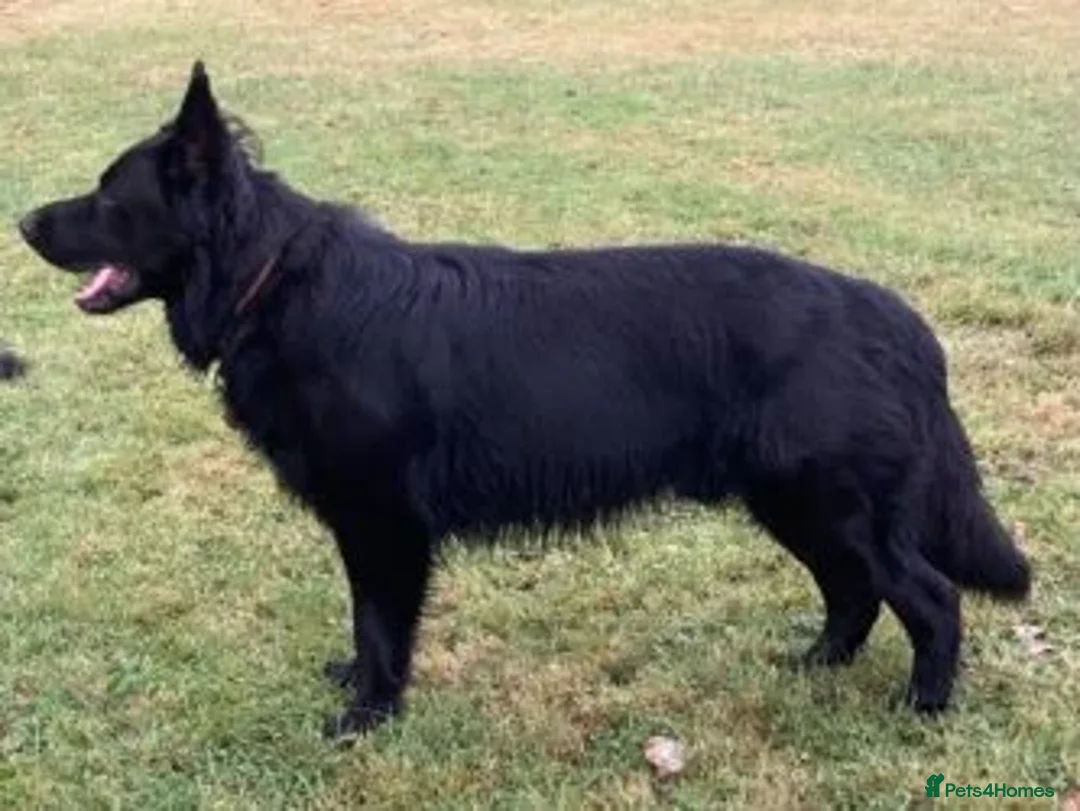 German Shepherd dogs for sale: Well socialised KC puppies, health tested parents - Advert 6