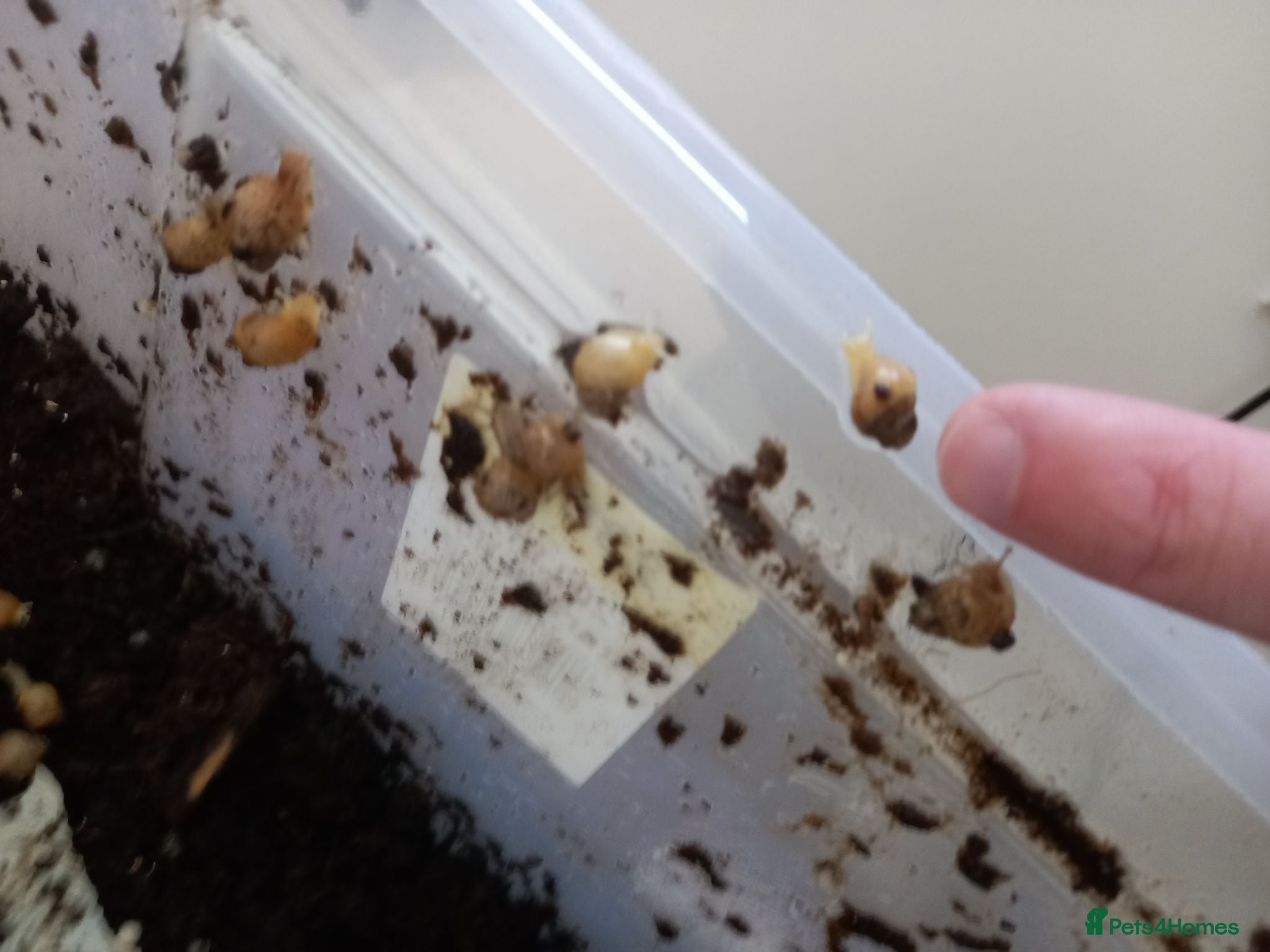 Snails invertebrates Giant African Land Snails £5 each - Advert 1