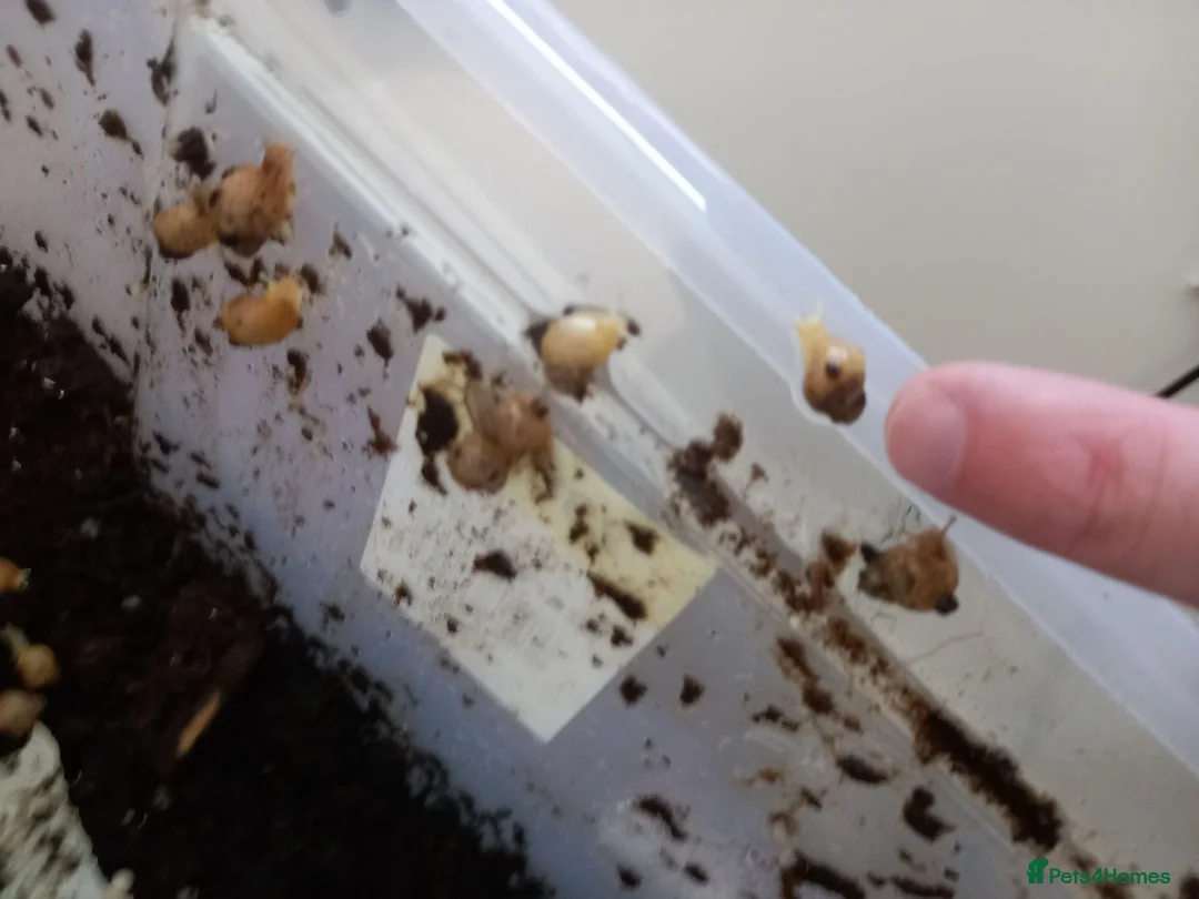 Snails invertebrates for sale: Giant African Land Snails £5 each - Advert 1