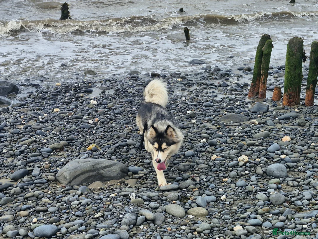 Pomsky dogs for sale: Pomsky puppies - Advert 6