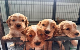 Cocker Spaniel dogs for sale: Working Cocker Spaniel Puppies - Image 1