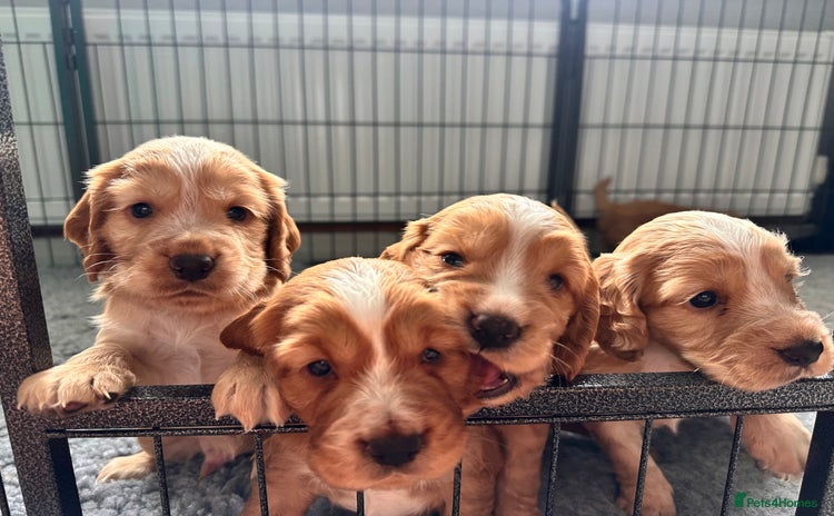 Cocker Spaniel dogs - Advert 1