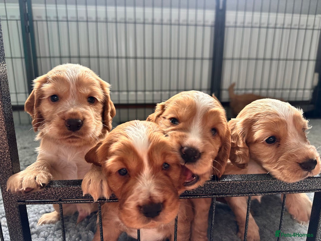 Cocker Spaniel dogs for sale: Working Cocker Spaniel Puppies - Image 1