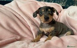 Miniature Dachshund dogs for sale: Beautiful Dachshund X - Image 4