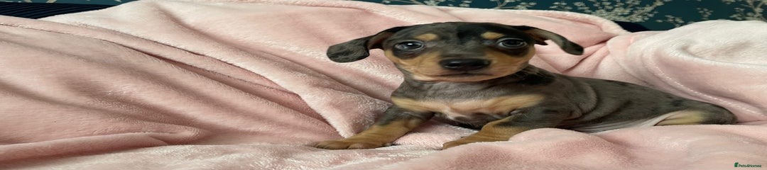 Miniature Dachshund Puppy 3