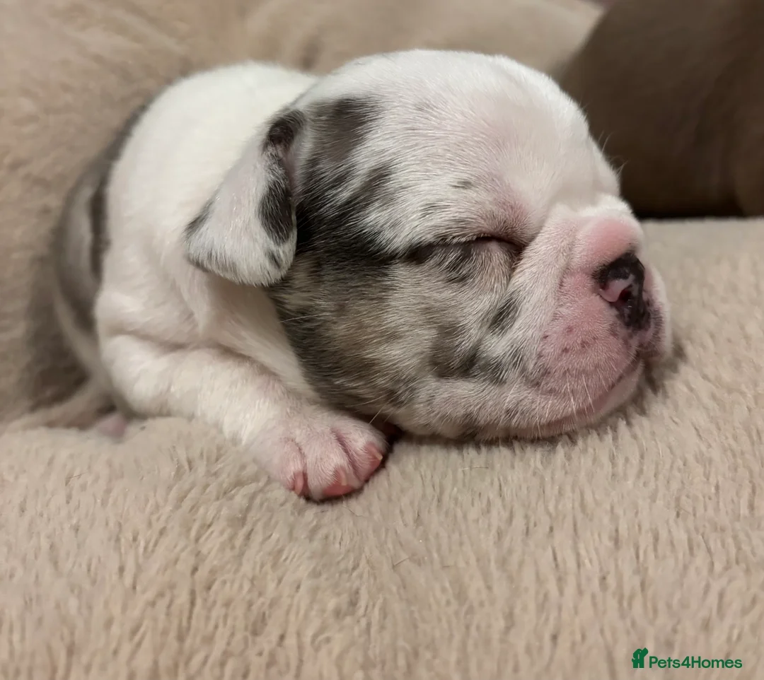 French Bulldog dogs for sale: Rojo Merle boy French bulldog puppy - Advert 26