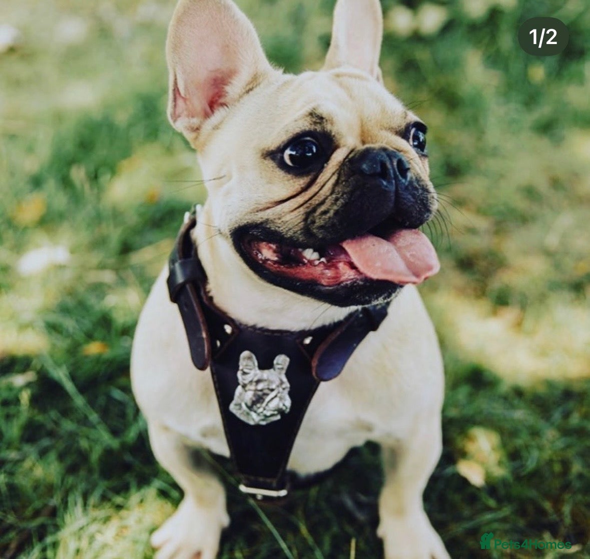 French Bulldog dogs Roxy kc reg french bulldog rehome - Advert 1