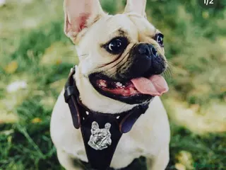 French Bulldog dogs Roxy kc reg french bulldog rehome - Advert 1