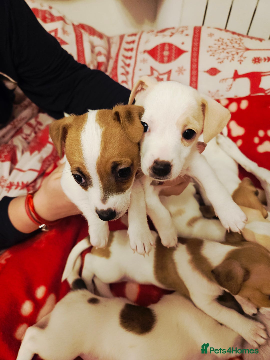 Jack Russell dogs for sale: LOVELY JACK RUSSELL PUPPIES FOR SALE. - Advert 5